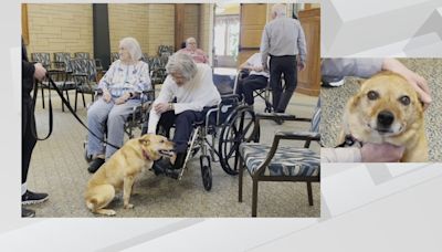 ‘Seniors 4 Seniors’: Bethany Retirement Living dog adoption program
