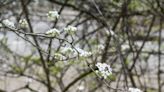 Once a decorative darling, the invasive – and pungent – Bradford pear tree is on the outs