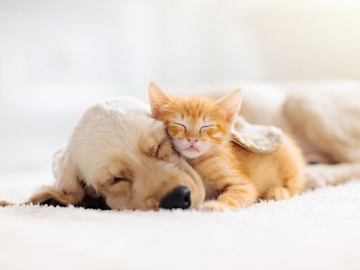 Golden Retriever Meets Kittens for the First Time and It’s Cuteness Overload