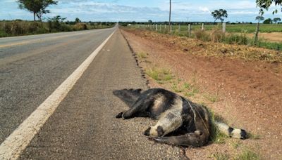 How roads are reshaping and scarring our planet, and even changing animals’ DNA