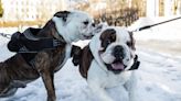 UK veterinary group wants people to 'stop and think' before getting an English bulldog