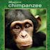 Chimpanzés