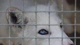 Anger at government U-turn on promised ban on fur imports