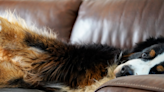 Sleepy Bernese Mountain Dog Fits Herself Into a ‘Tiny’ Chair and It’s Too Cute