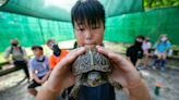 Find a sick or lost turtle? Here's what to do