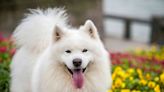 14 Dog Breeds With Curly Tails