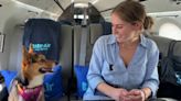BARK Air launches airline catered to dogs