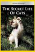 The Secret Life of Cats