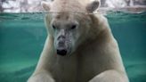 Polar bear drowns in zoo after 'rough play'