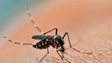 ¿Qué es el dengue, cuáles son sus síntomas y cómo tratarlo?