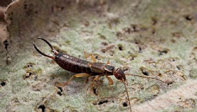 Are Earwigs Dangerous to Humans?