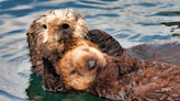 Aquarium of the Pacific Pairs Orphaned Sea Otter Pup With Surrogate Mom