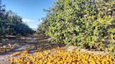 Se perderán 260.000 toneladas de limones y lo atribuyen a un explosivo combo