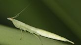 Odd bump on praying mantis chest is actually world’s weirdest tongue