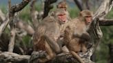 Scientists study rhesus macaques living in Monkey Island natural laboratory