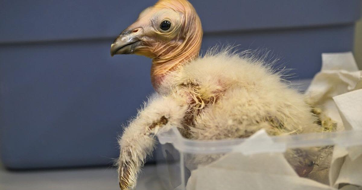 ‘America’s largest flying bird’: LA Zoo sets record with 17 California condor chicks hatched in 2024