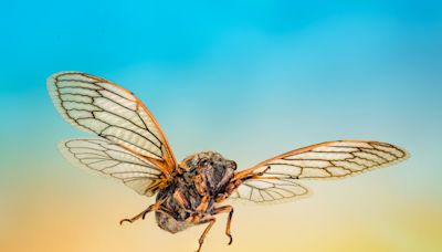 Cicadas have emerged in South Carolina — and they're so loud some people are calling 911. Here's what to know about this year's emergence.