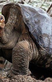 Lonesome George and the Battle for Galápagos