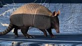 Armadillos can carry leprosy and they're moving into Indiana. Are we at risk yet?