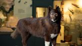 A good dog with great genes - 1920s Alaska sled-relay hero Balto