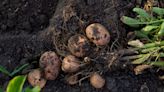 Concerns grow as farmers face dire situation with this year’s potato harvest: ‘The worst in recent memory’