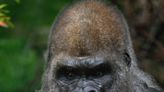 La aplicación Fotos de Google aún no puede encontrar gorilas... y tampoco la de Apple