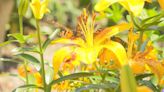 Lost River Cave butterfly habitat returns for the summer