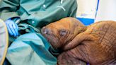 Researchers in Alaska rescued a walrus too young to be away from his mother. Now, his treatment plan includes 24/7 care and cuddles.