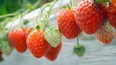 How Oishii Uses Bees, Robots And Solar To Sustainably Grow Strawberries Indoors