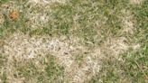 Lawn care mistake people make in the summer will cost you your fresh green grass