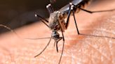 Pool of mosquitoes found in Dover test positive for West Nile virus