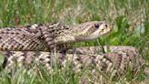 Believe it or not: Diamondback rattlesnake interrupts Florida high school football game