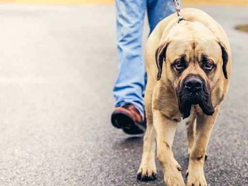 12 Best Mastiff Breeds to Add to the Family