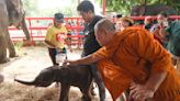 Rare twin elephants in Thailand receive monks' blessings a week after their tumultuous birth