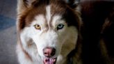 Best Dog Breeds According to ChatGPT