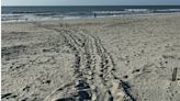 South Carolina’s first sea turtle nest of the year found in Garden City, state agency says