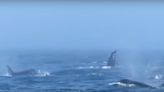 Orcas attack humpback whales in sea battle off Washington coast