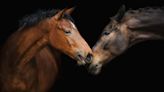 Moment Former Carriage Horses Find Comfort in Each Other at Sanctuary Is So Beautiful