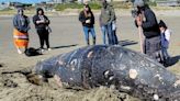 Beached whale in Bandon offers cultural opportunity for Coquille Indian Tribe