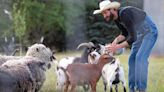 University of Nebraska at Kearney grad grows social media following with his ‘edutaining’ Shiloh Farm accounts