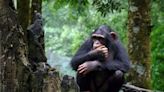 Wild Chimpanzees May Practice Natural Medicine | FOX 28 Spokane