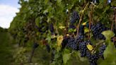 Humans First Started Growing Wine Grapes 11,000 Years Ago, a New Study Shows