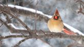A fowl winter soundtrack of snow and birdsong