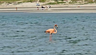 Flamingo sighting on Cape Cod has bird-watchers buzzing