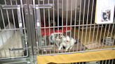 Kittens need foster homes in Bernalillo County