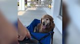 Senior Golden Retriever Rides In Style For Trip To Dog Bakery