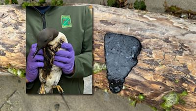First birds covered in oil, now globs of black tar wash up on Oregon coast