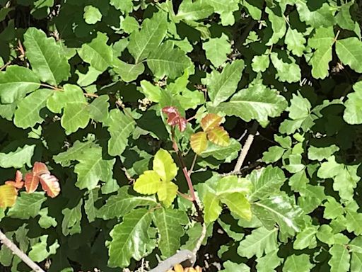 What does poison oak look like? Tips for hiking in Western Oregon, Washington