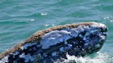 Video shows a gray whale seeking help from humans to have parasites picked off its head