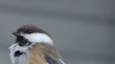 Grey-headed chickadee listed as endangered in May